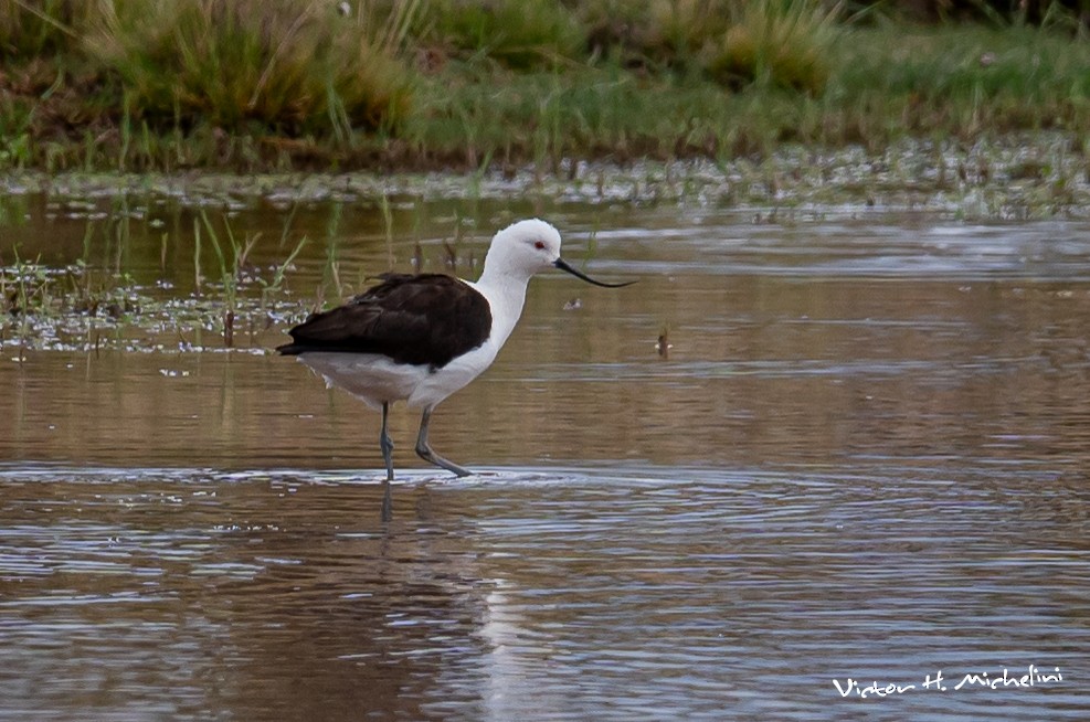 Andean Avocet - Victor Hugo Michelini