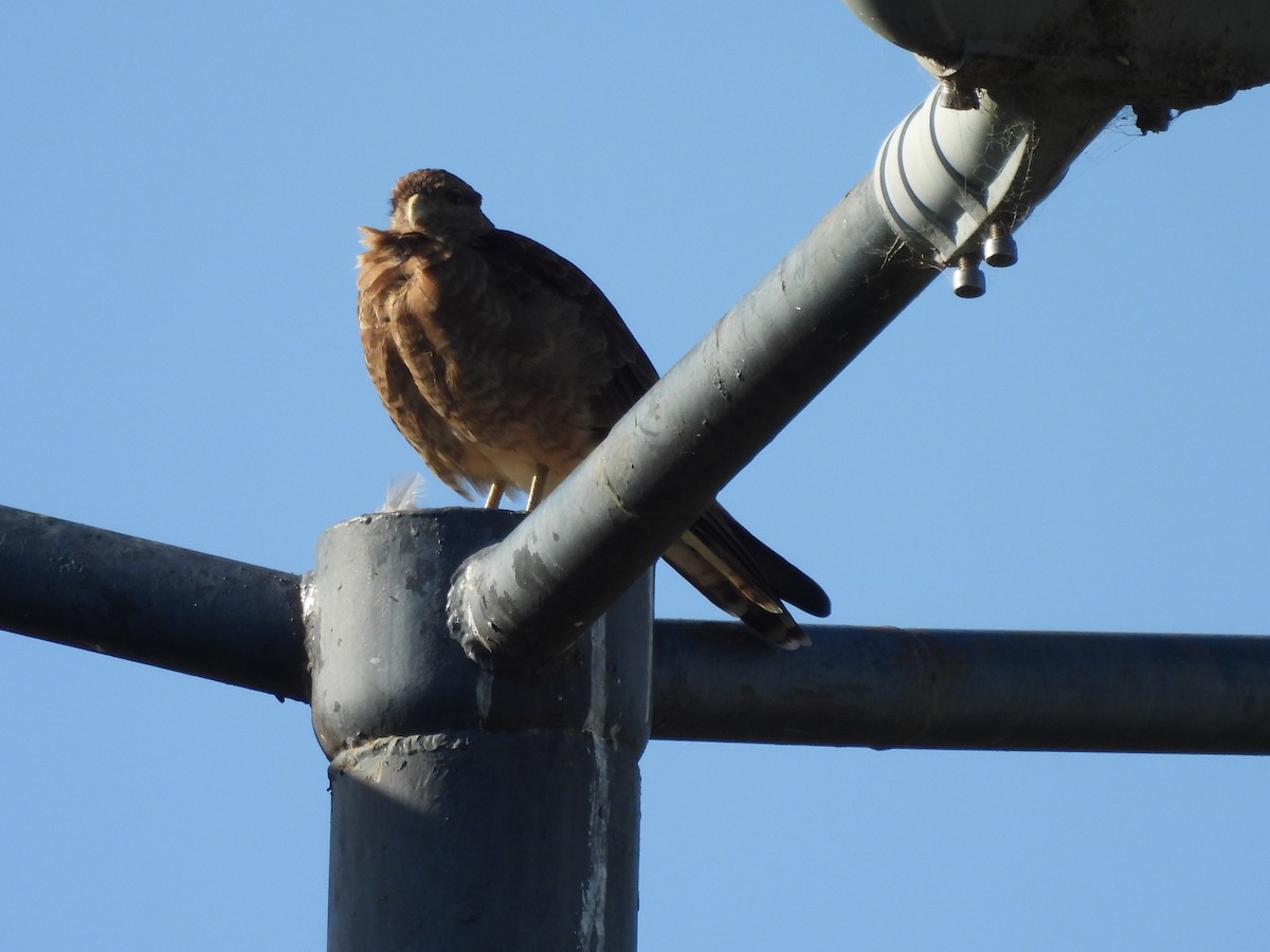 Chimango Caracara - ML616389832