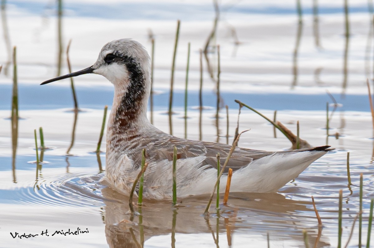 hvithalesvømmesnipe - ML616389839