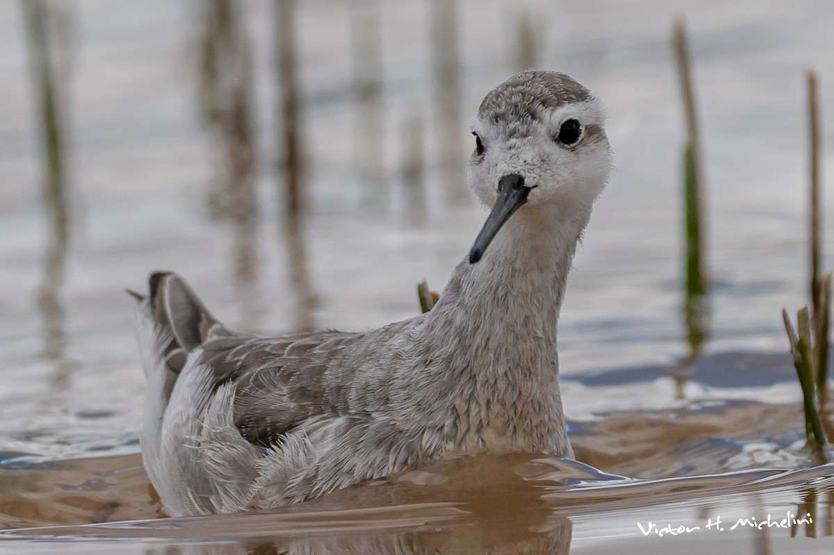 hvithalesvømmesnipe - ML616389840