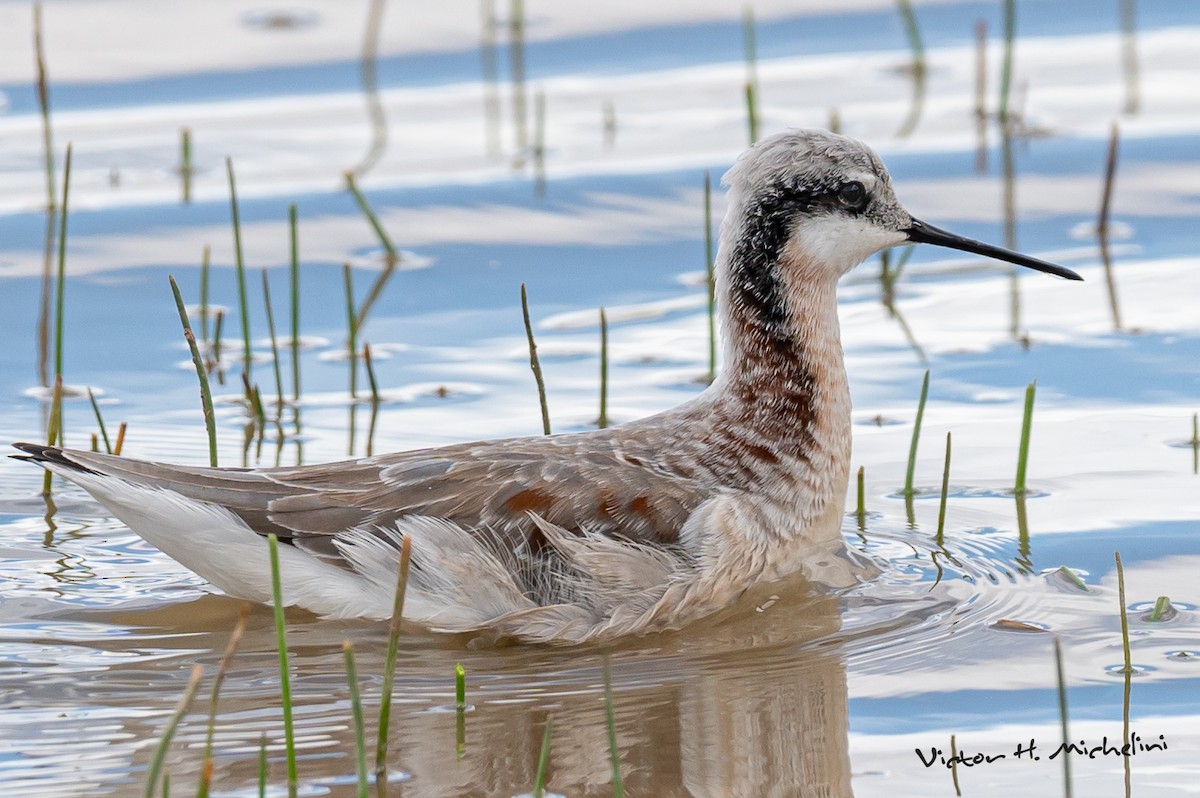 hvithalesvømmesnipe - ML616389841