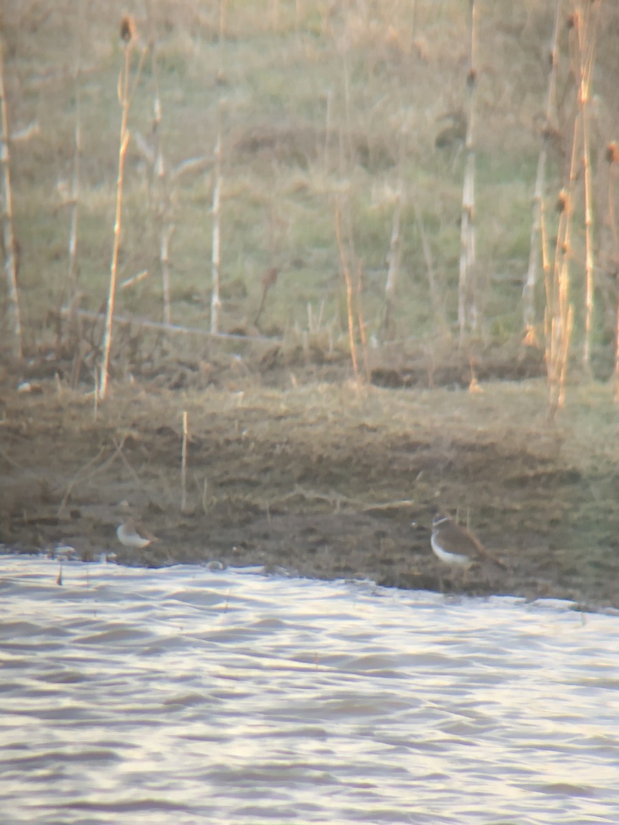 Least Sandpiper - ML616389848