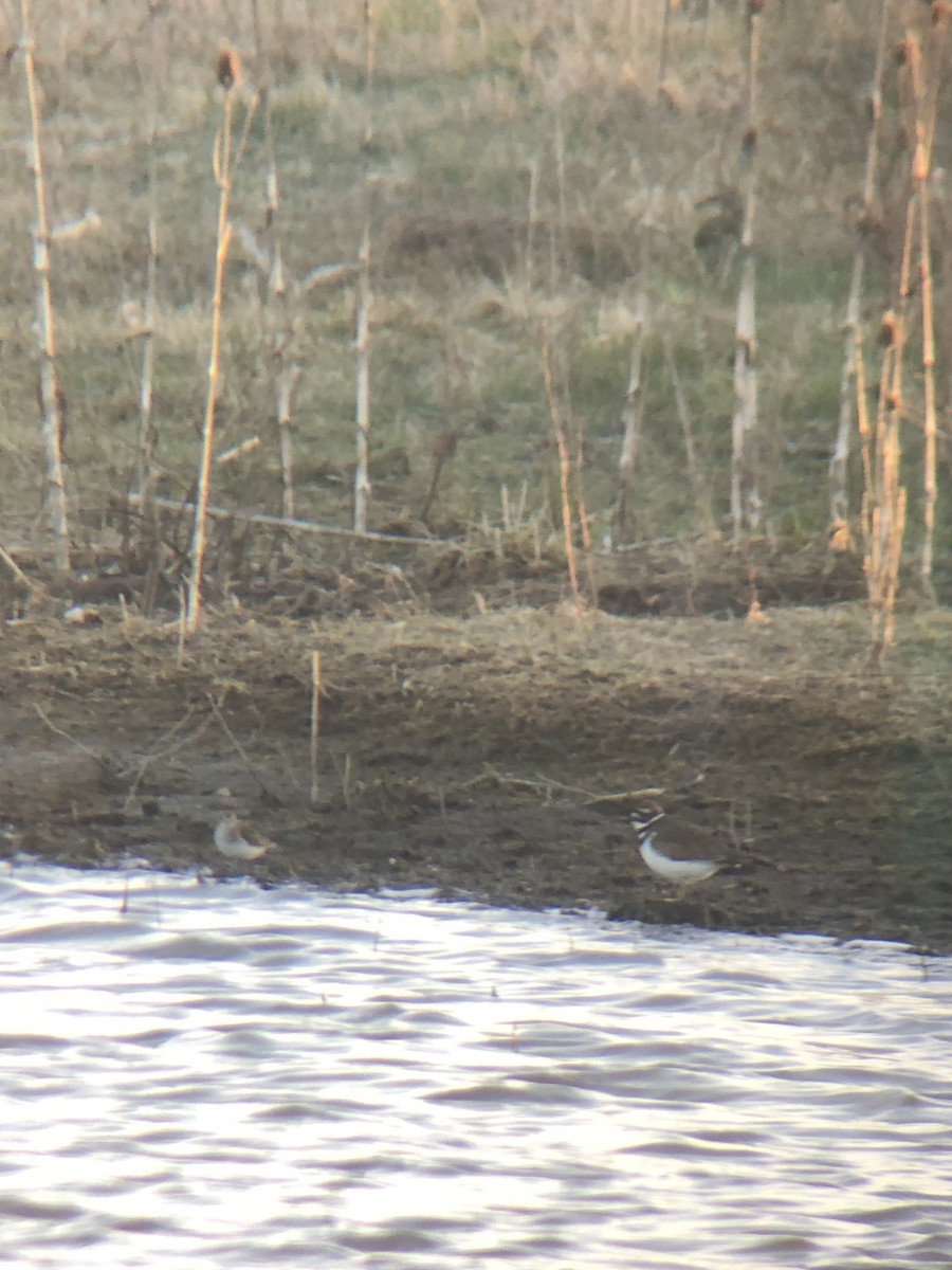 Least Sandpiper - ML616389849