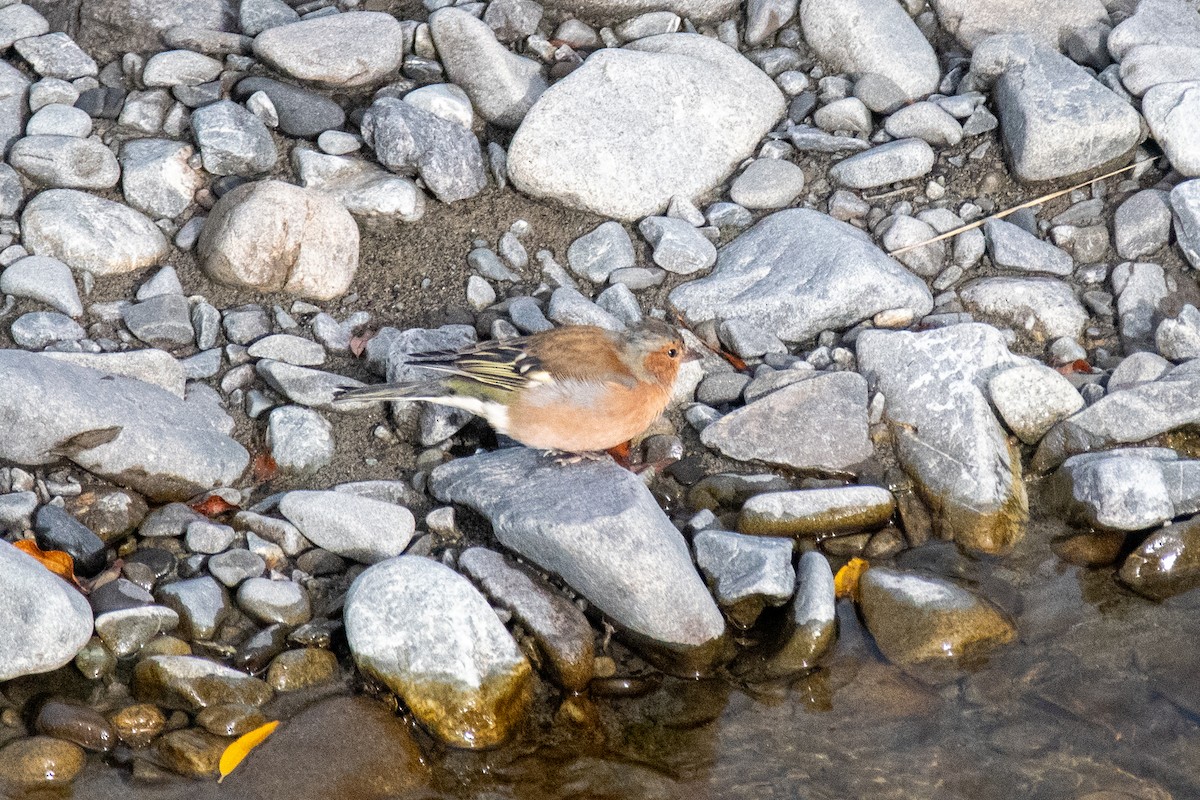 Common Chaffinch - Peter Rigsbee