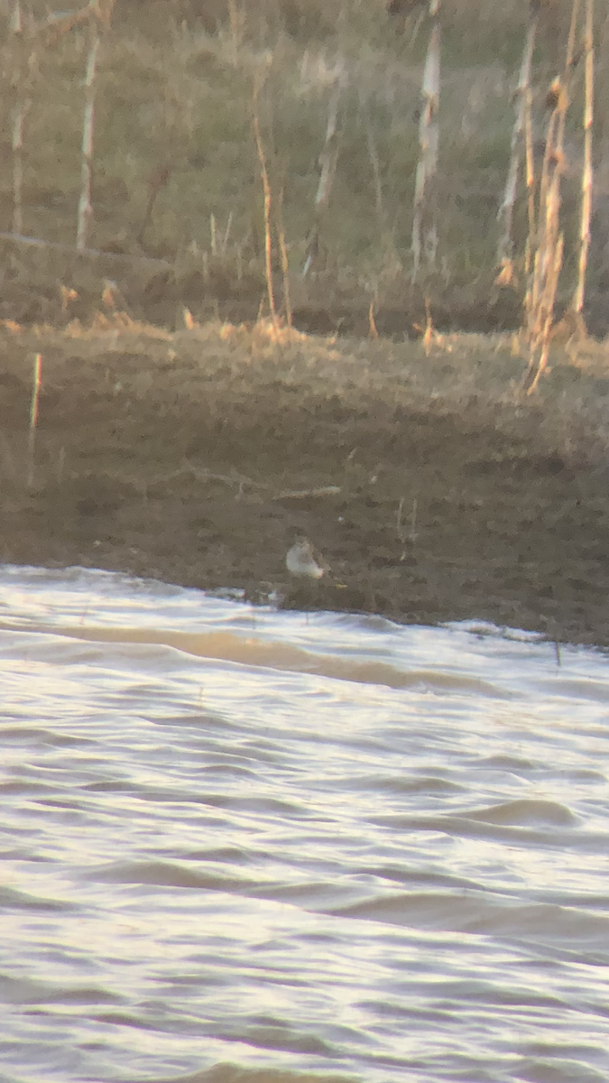 Least Sandpiper - ML616389851