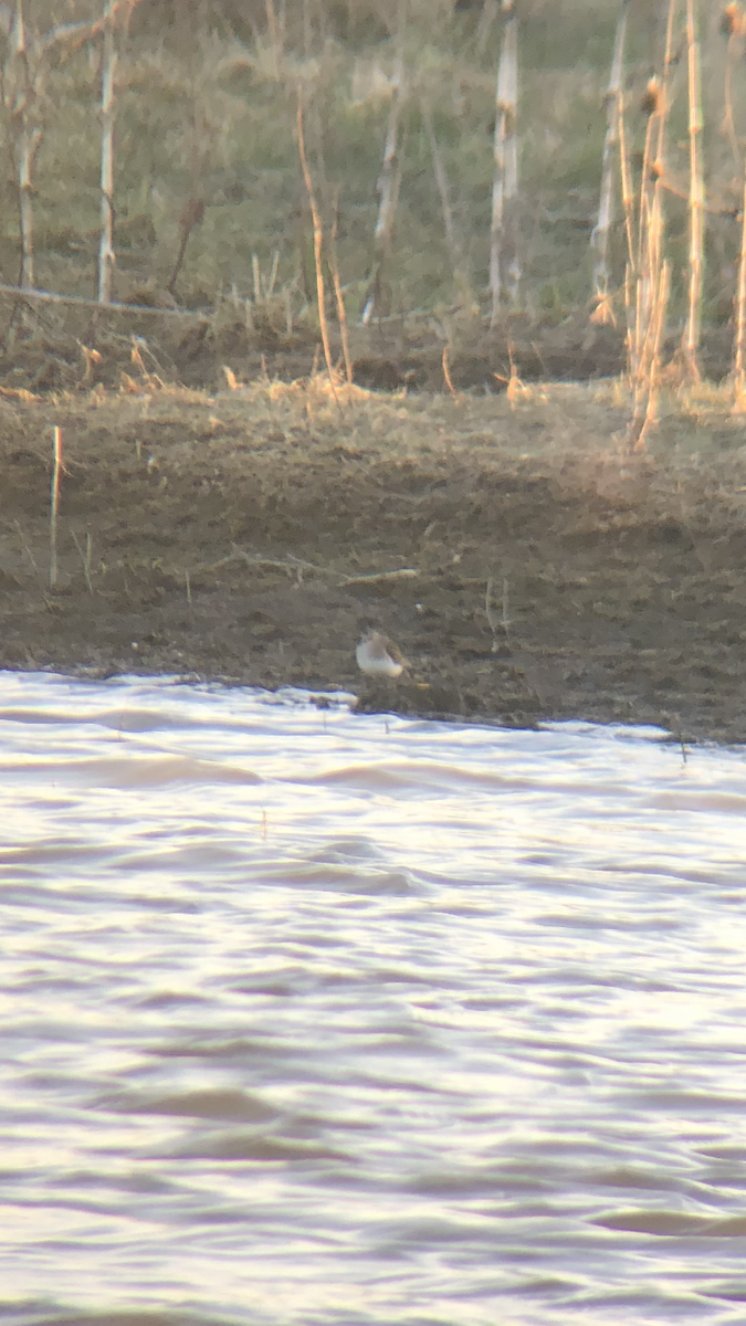 Least Sandpiper - ML616389852