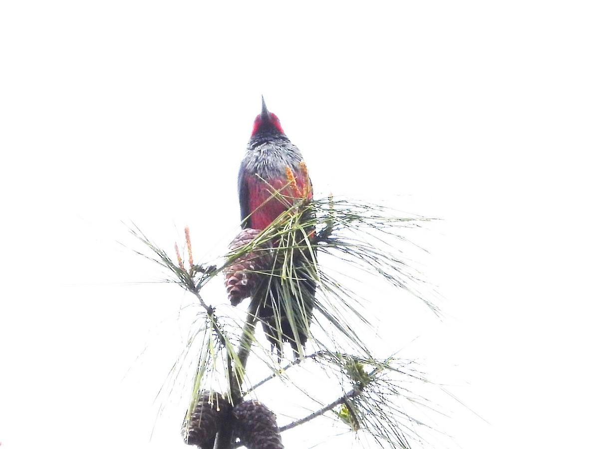 Lewis's Woodpecker - ML616389963