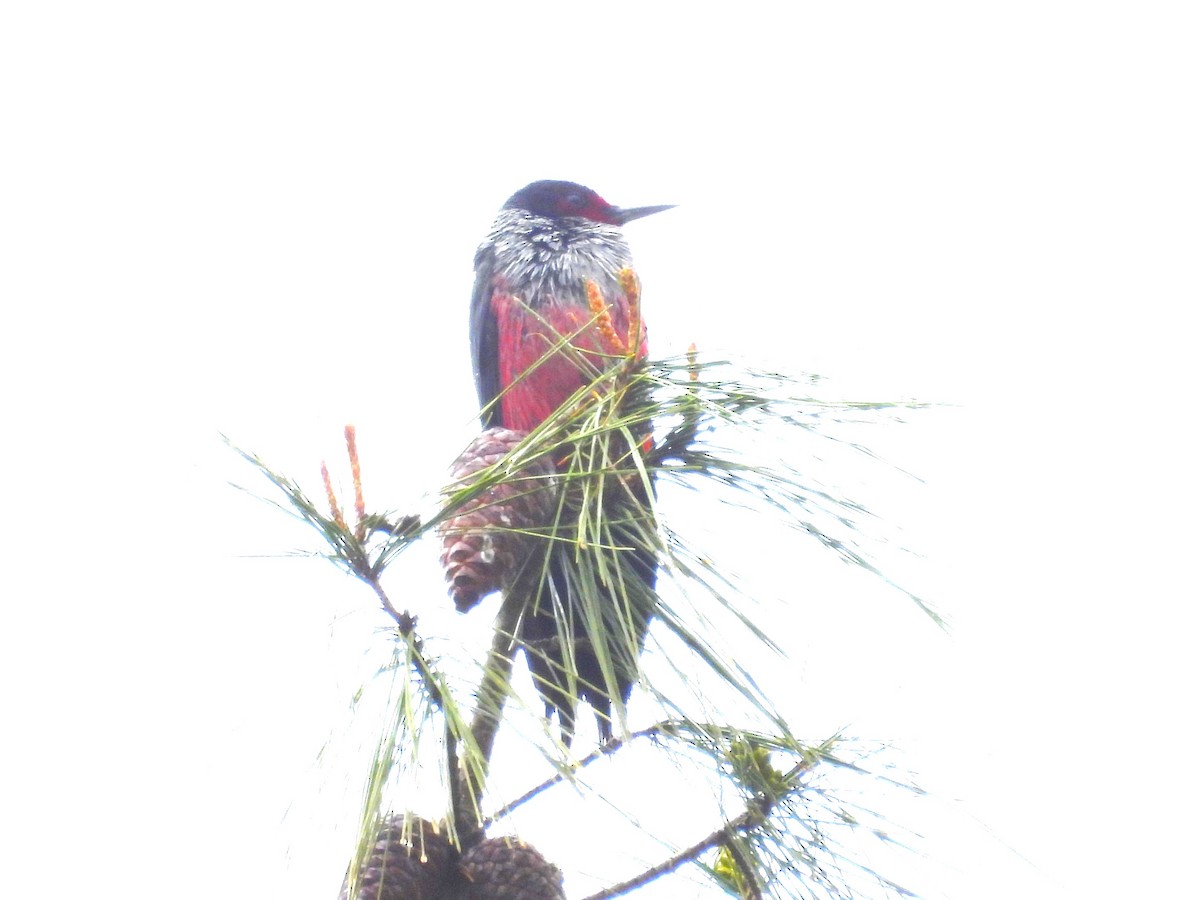 Lewis's Woodpecker - ML616389964