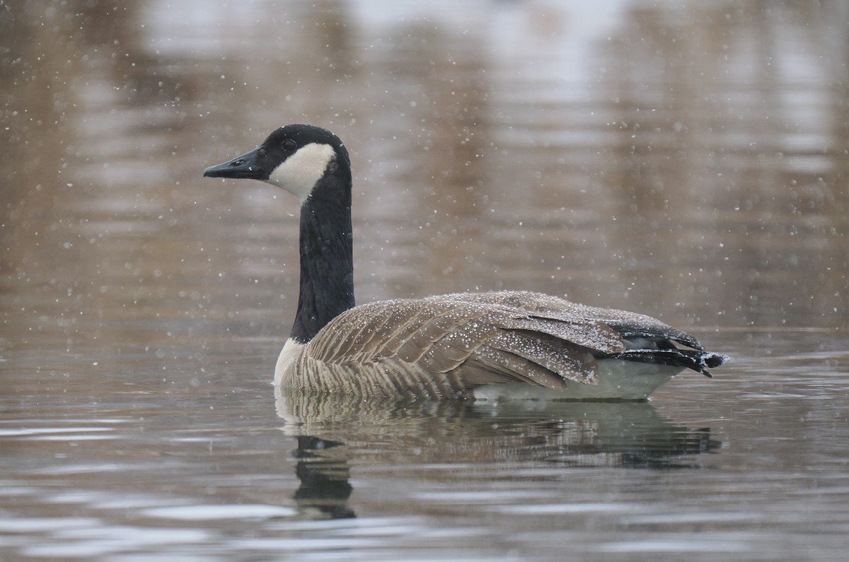 Canada Goose - ML616389978