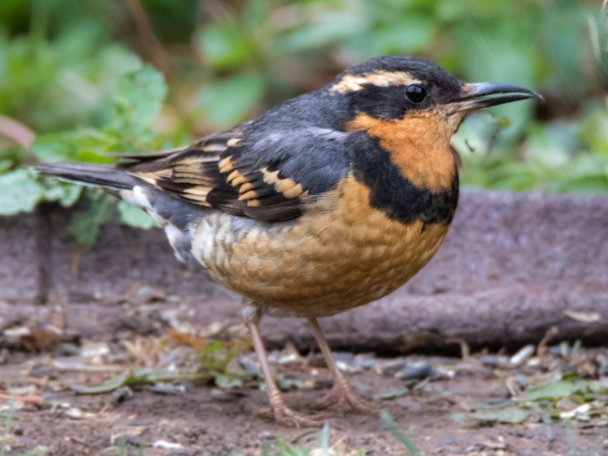 Varied Thrush - ML616389980