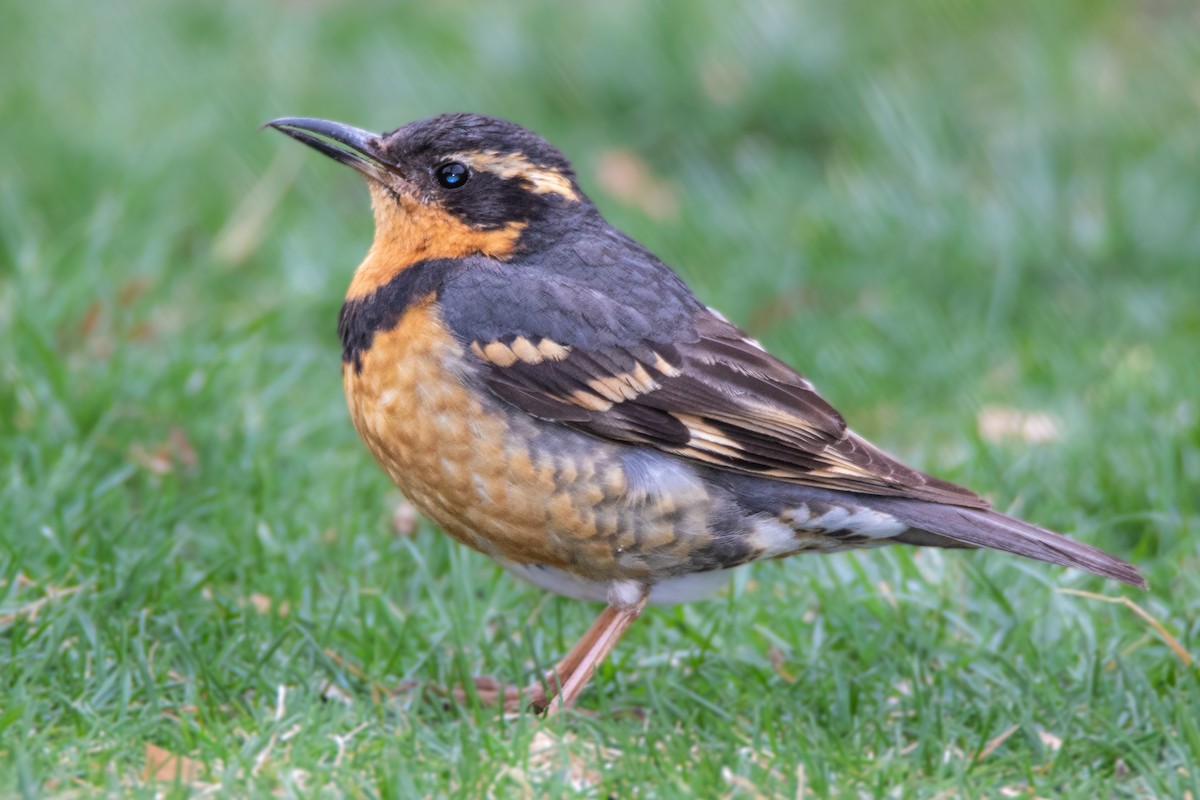 Varied Thrush - ML616389981