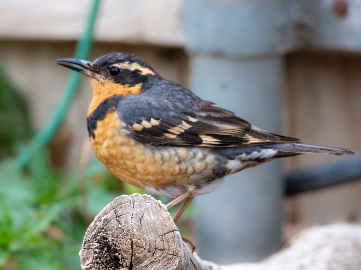 Varied Thrush - ML616389982