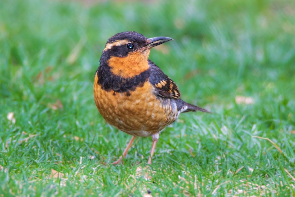 Varied Thrush - ML616389984