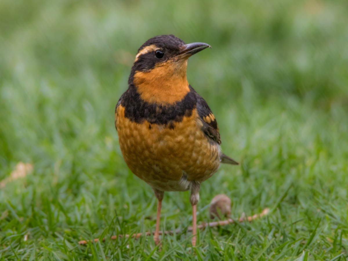 Varied Thrush - ML616389985