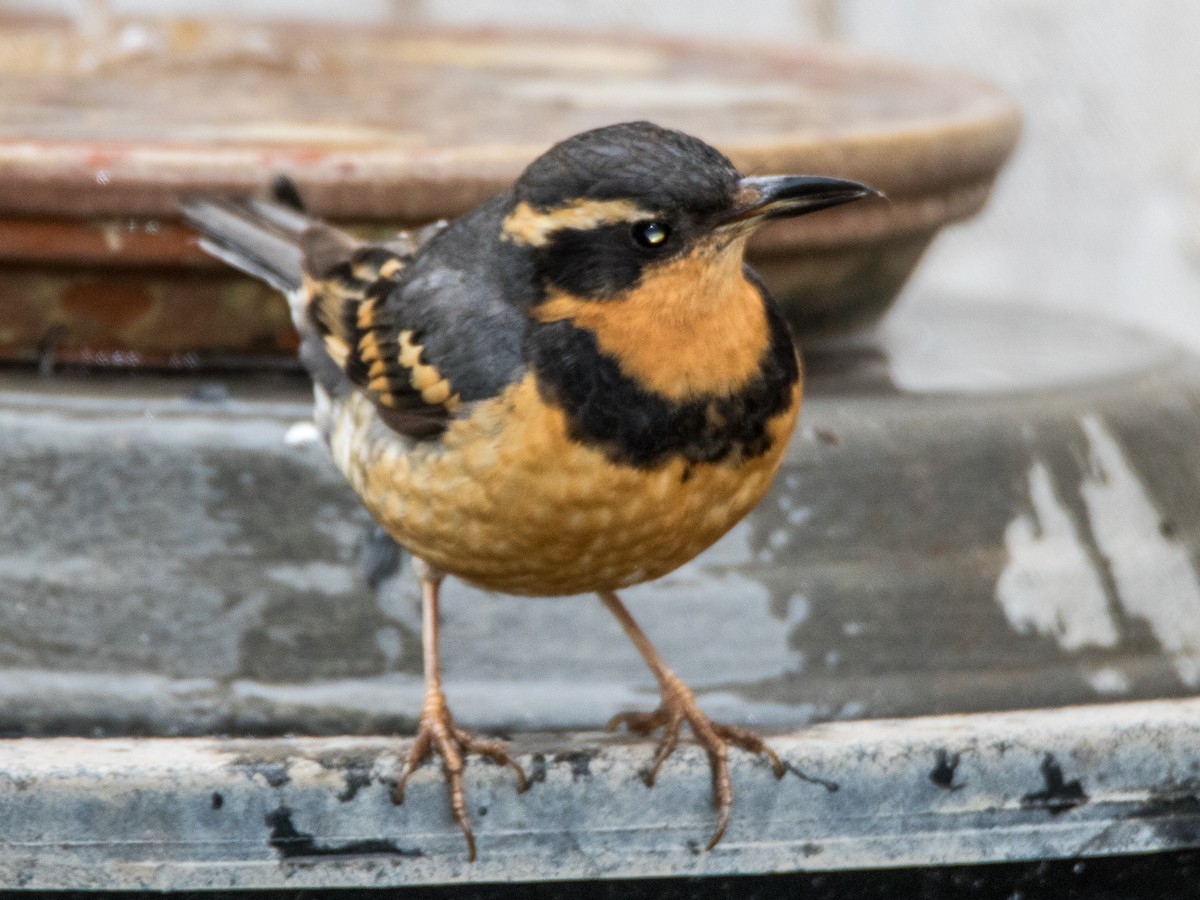 Varied Thrush - ML616389986