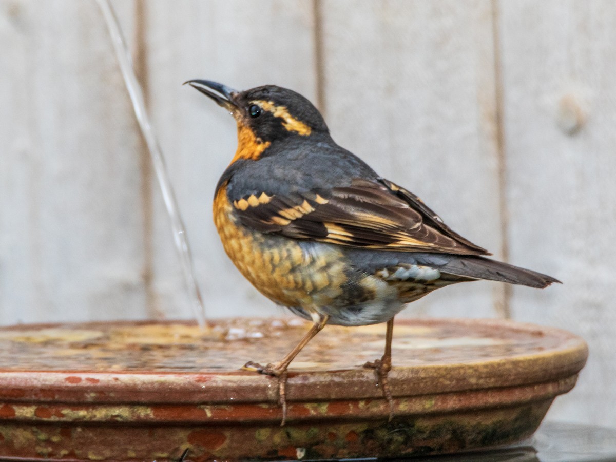 Varied Thrush - ML616389990