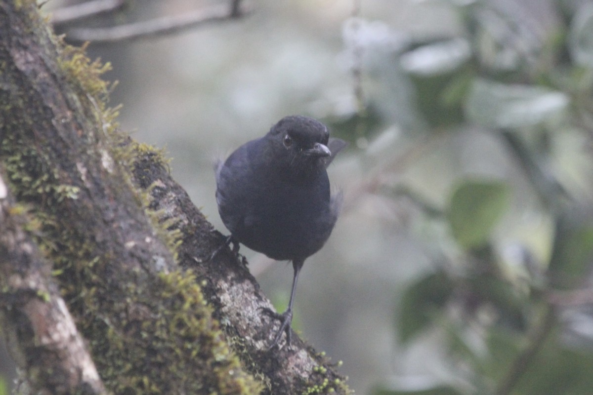 Sri Lanka Whistling-Thrush - ML616390018