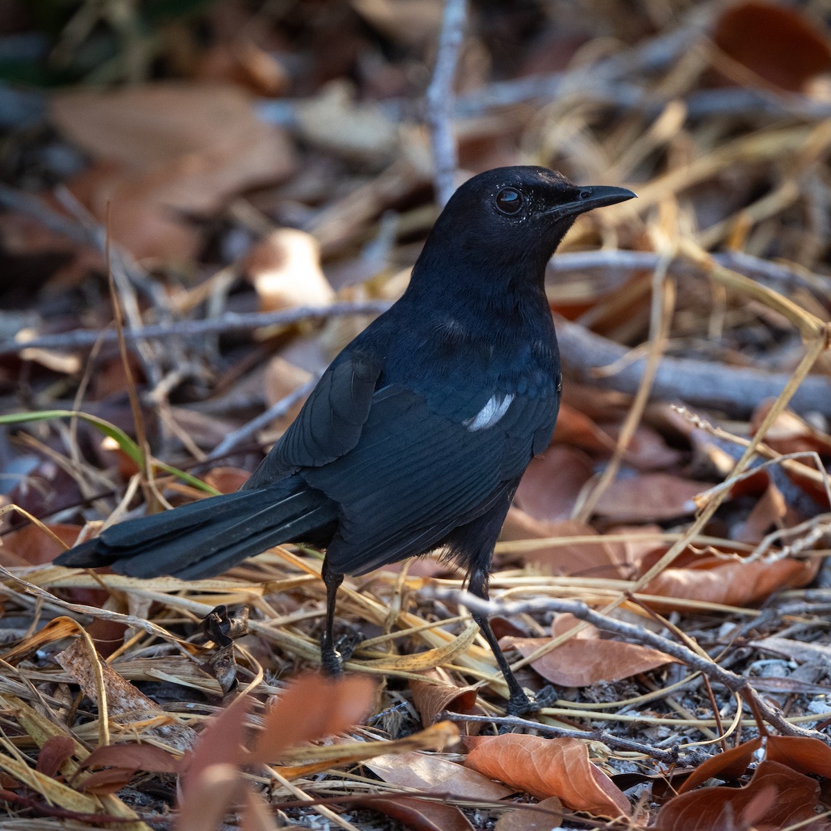 Black Catbird - ML616390096