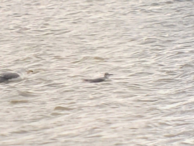 Bonaparte's Gull - Eugene Huryn