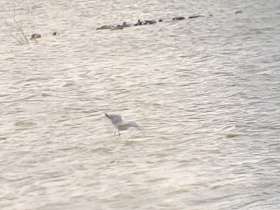 Bonaparte's Gull - Eugene Huryn