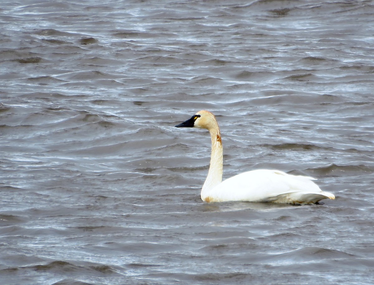 Tundra Swan - ML616390126