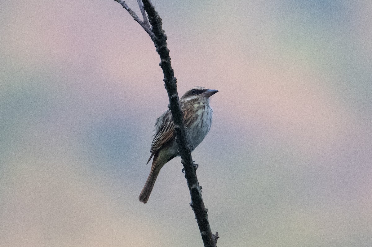 Streaked Flycatcher - ML616390197