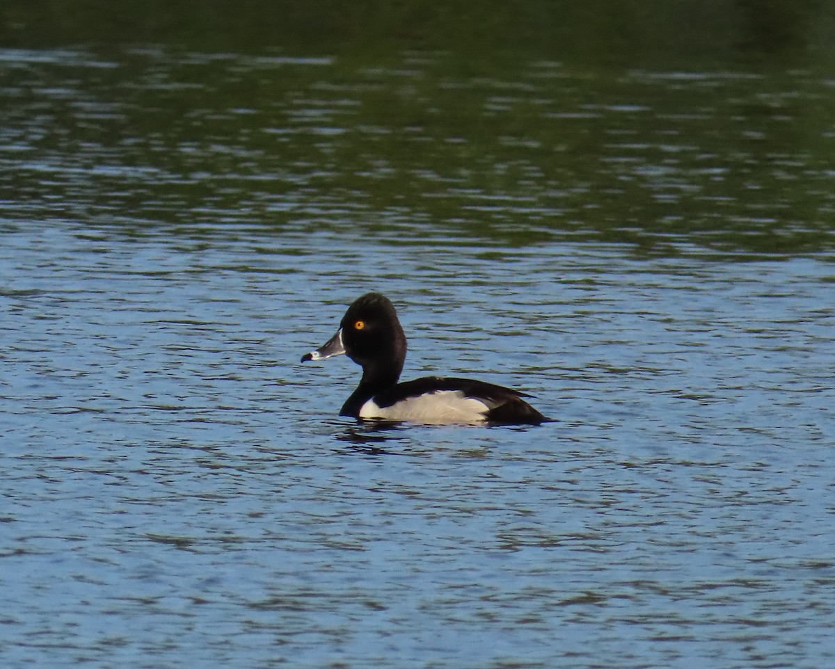 Ring-necked Duck - ML616390213