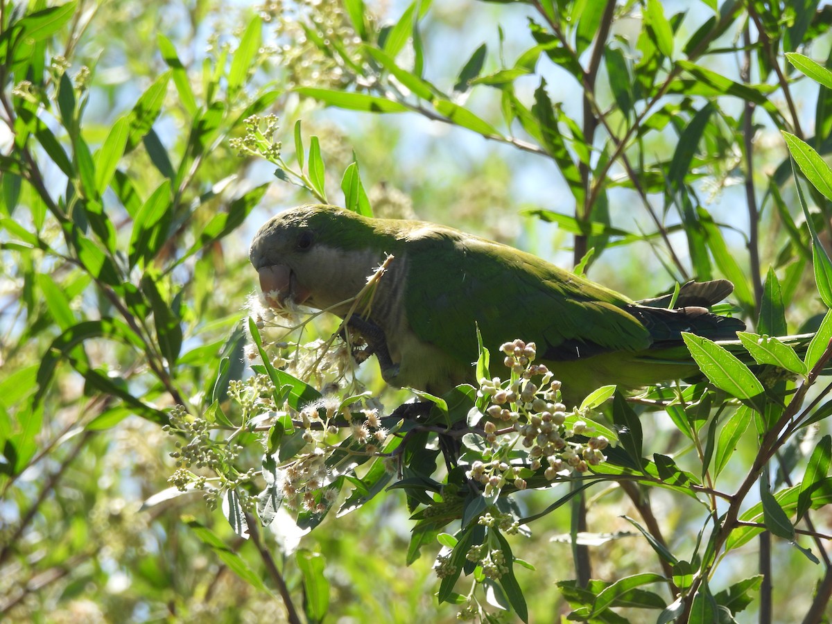 Monk Parakeet - Laura Bianchi