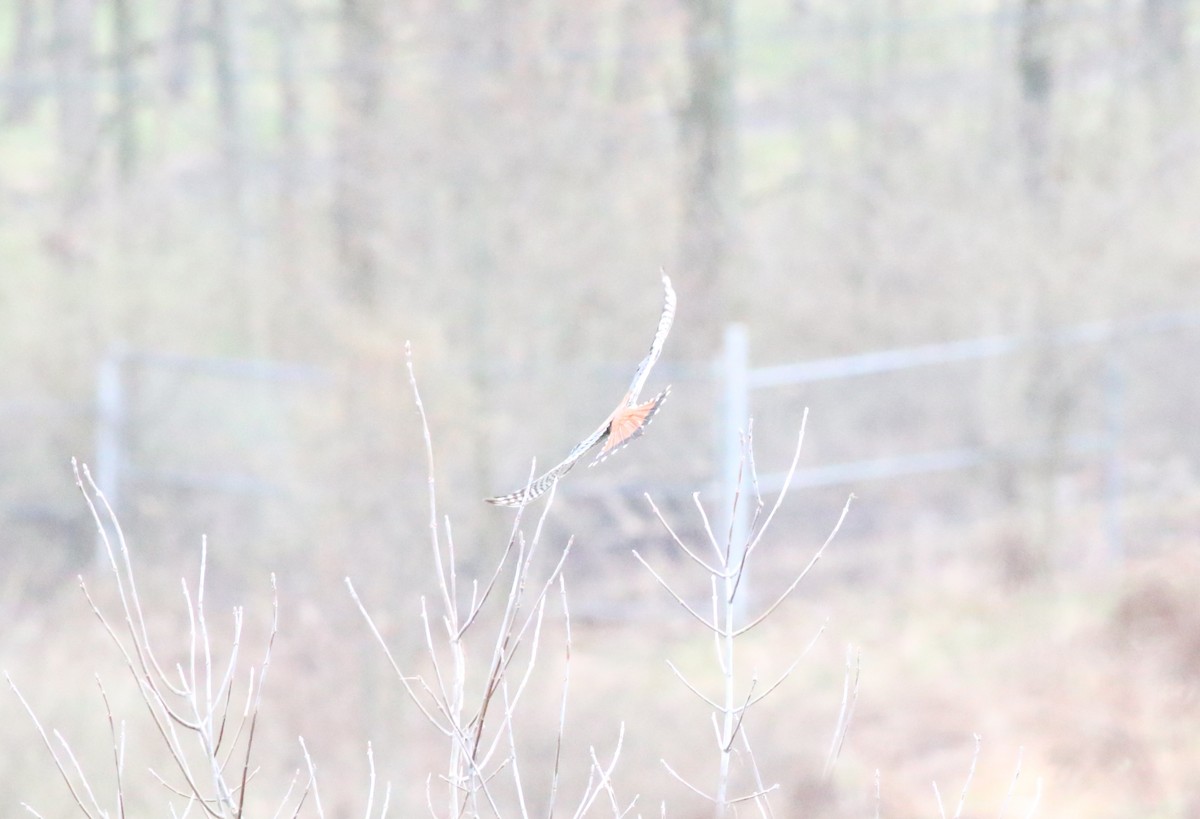 American Kestrel - Joe Gyekis