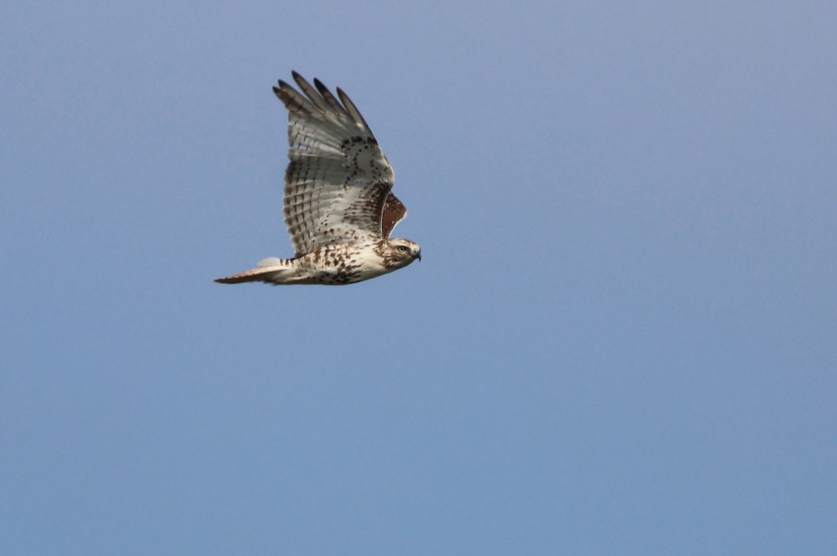 Red-tailed Hawk - ML616390361