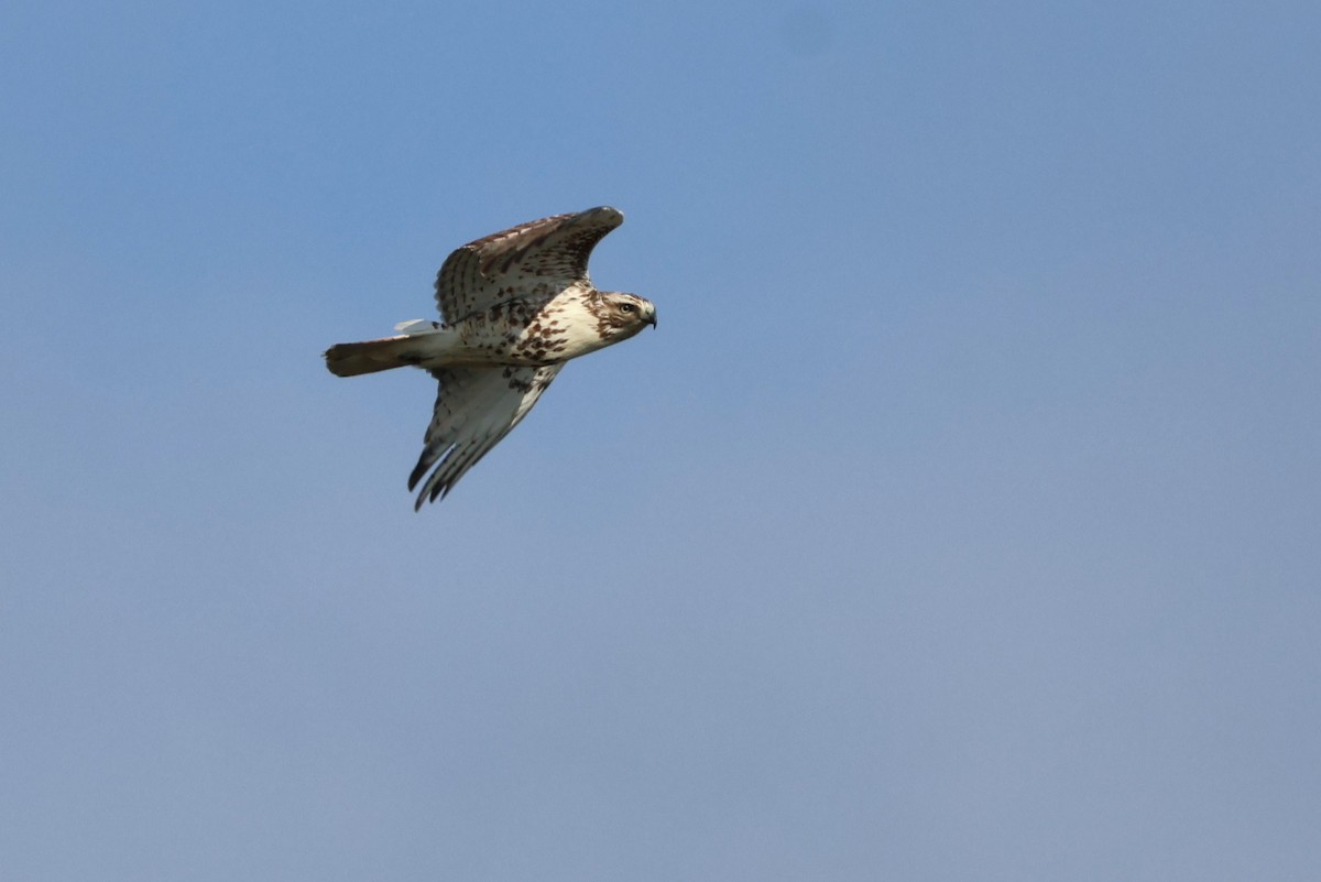 Red-tailed Hawk - ML616390362