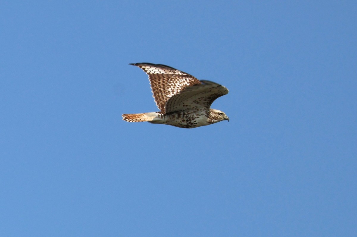 Red-tailed Hawk - ML616390363