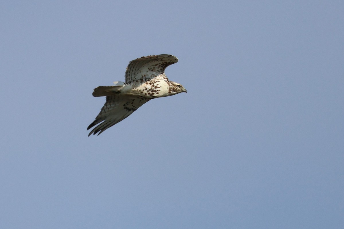 Red-tailed Hawk - ML616390364