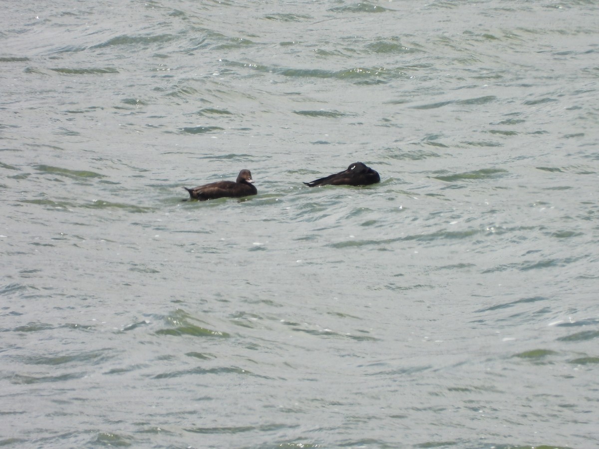 White-winged Scoter - ML616390370