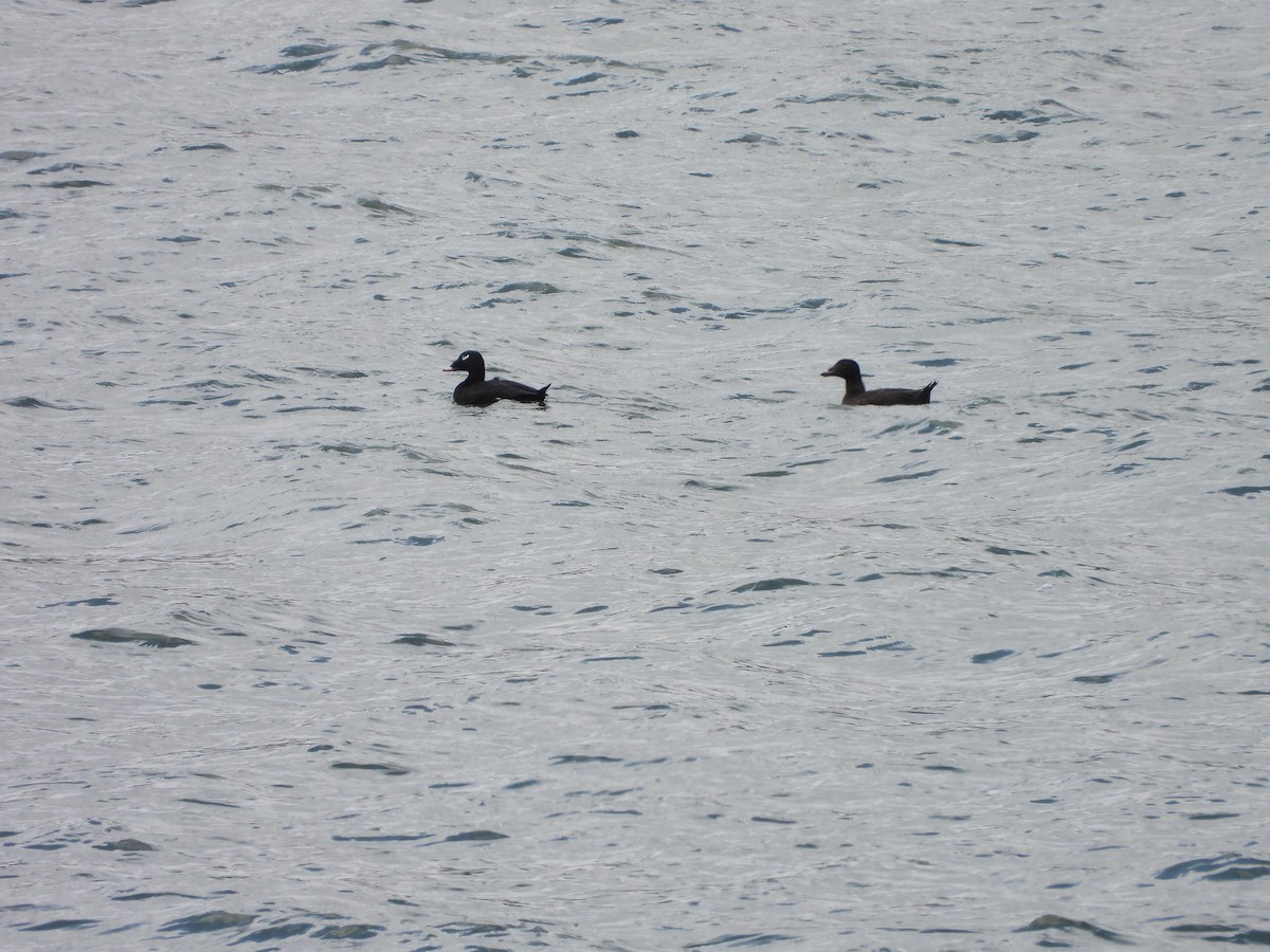 White-winged Scoter - ML616390389