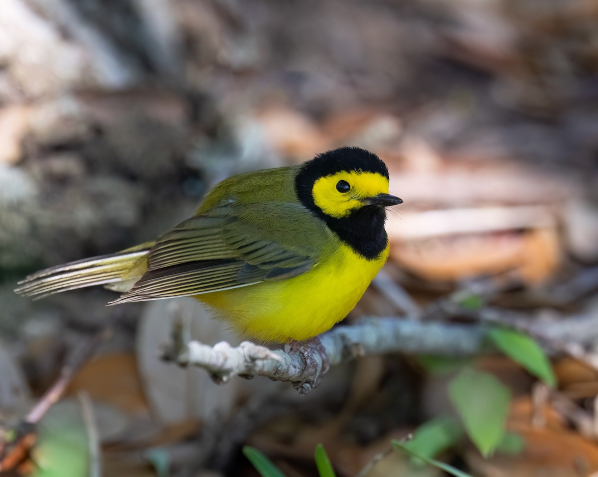 Hooded Warbler - ML616390397