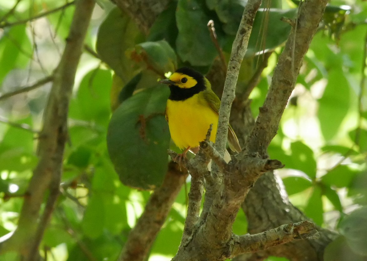 Hooded Warbler - ML616390401