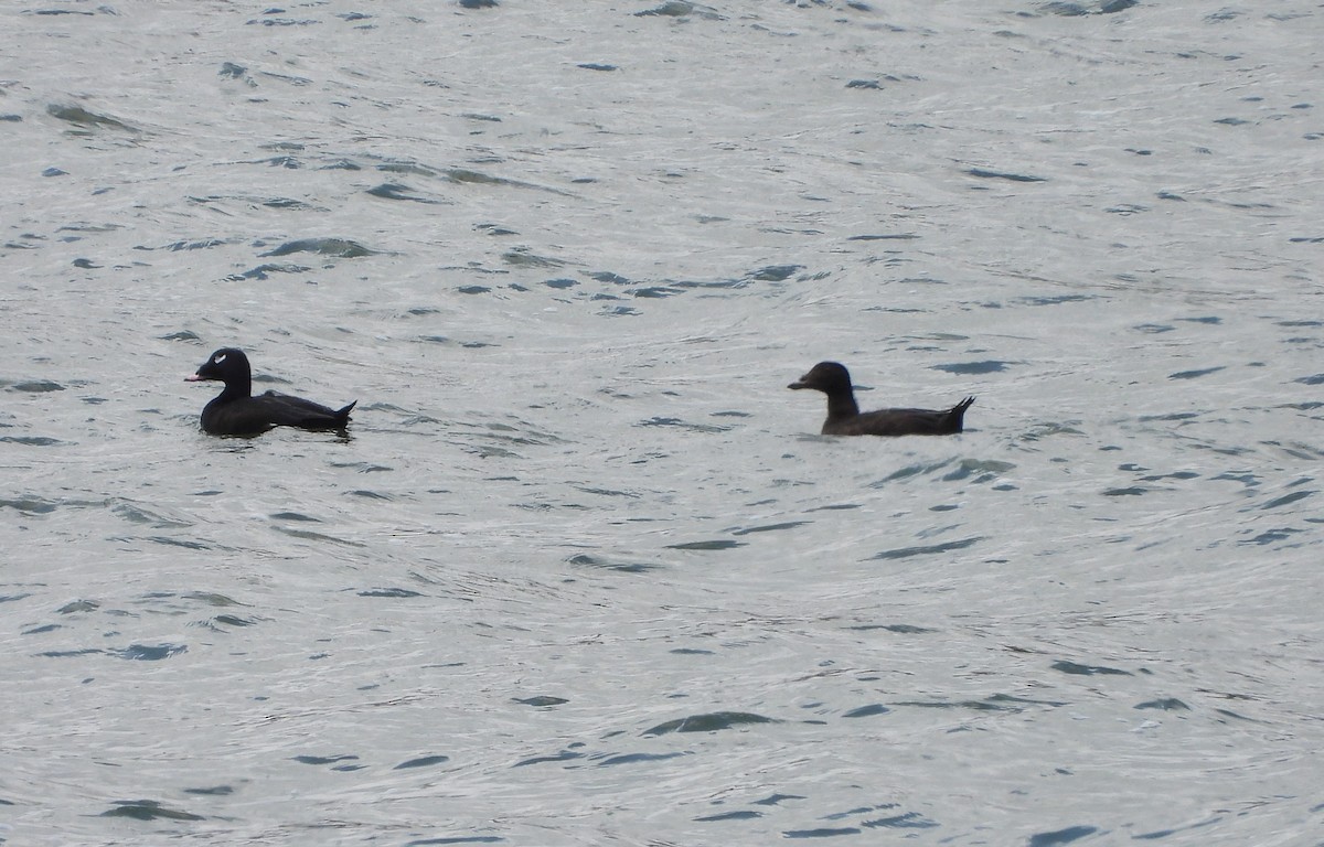 White-winged Scoter - ML616390408