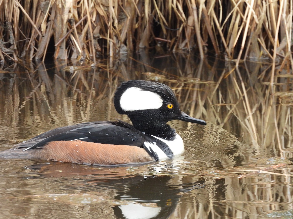 Hooded Merganser - ML616390411