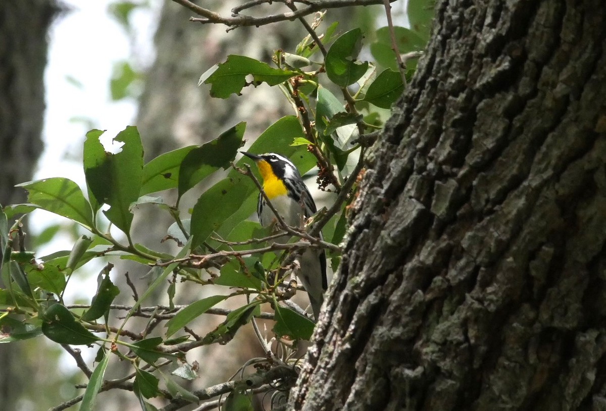 Yellow-throated Warbler - ML616390419