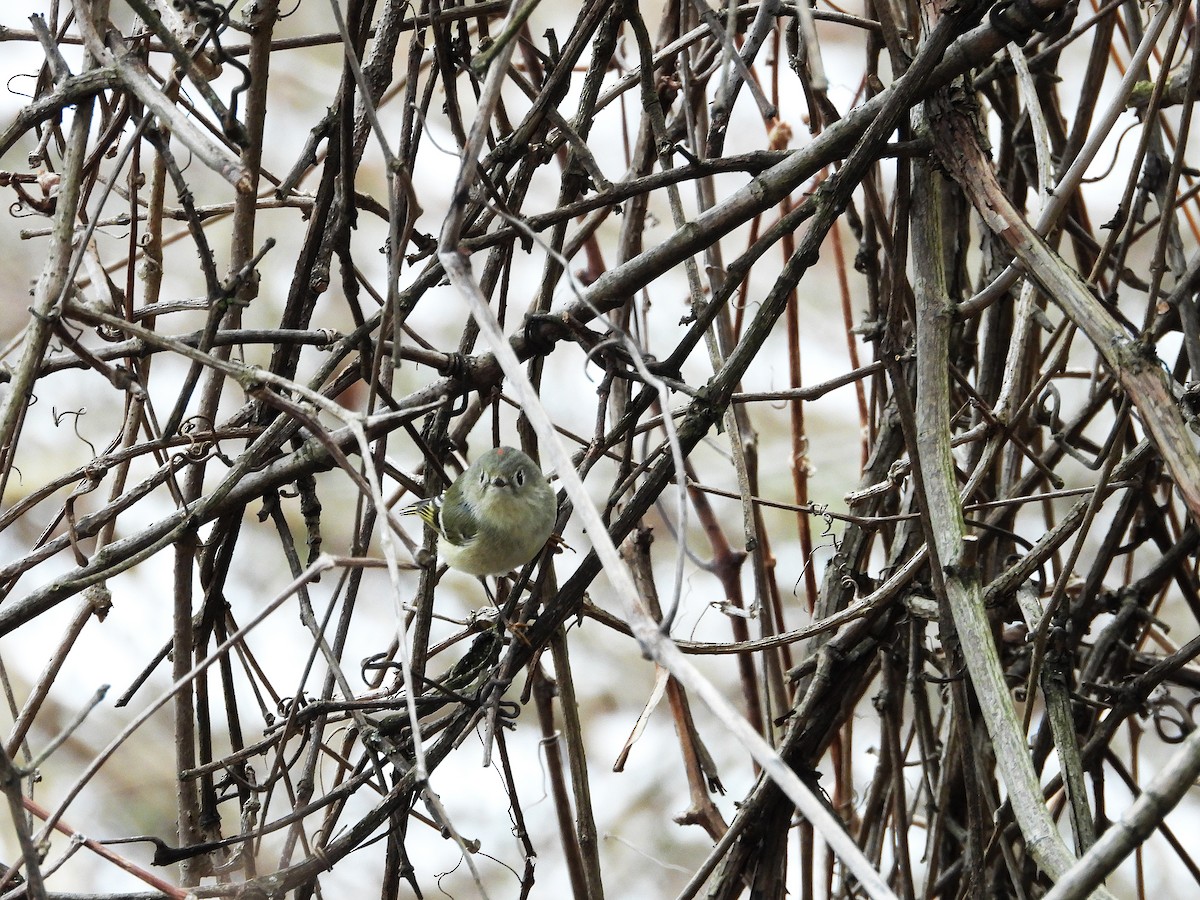 Ruby-crowned Kinglet - ML616390453