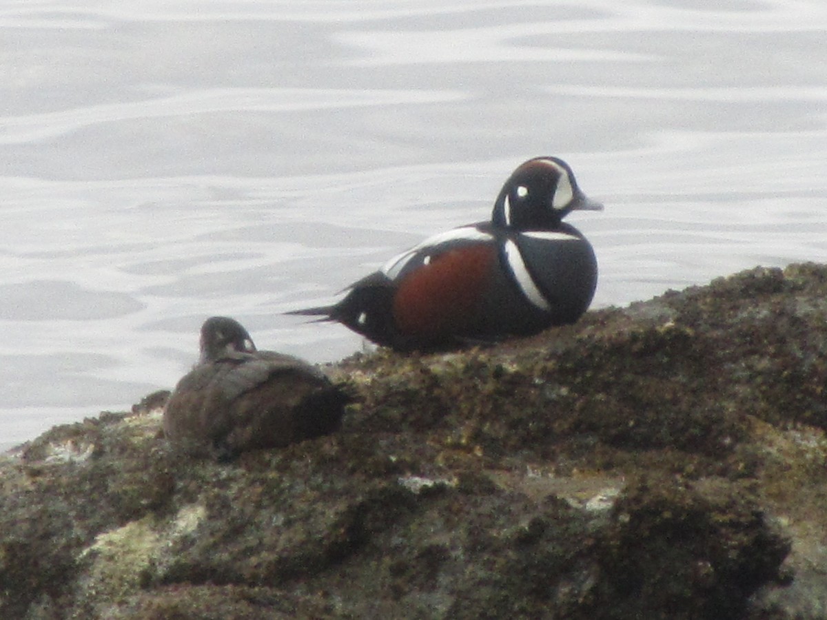 Harlequin Duck - ML616390458