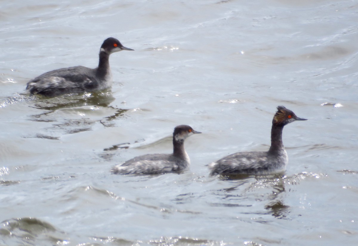 Eared Grebe - ML616390467