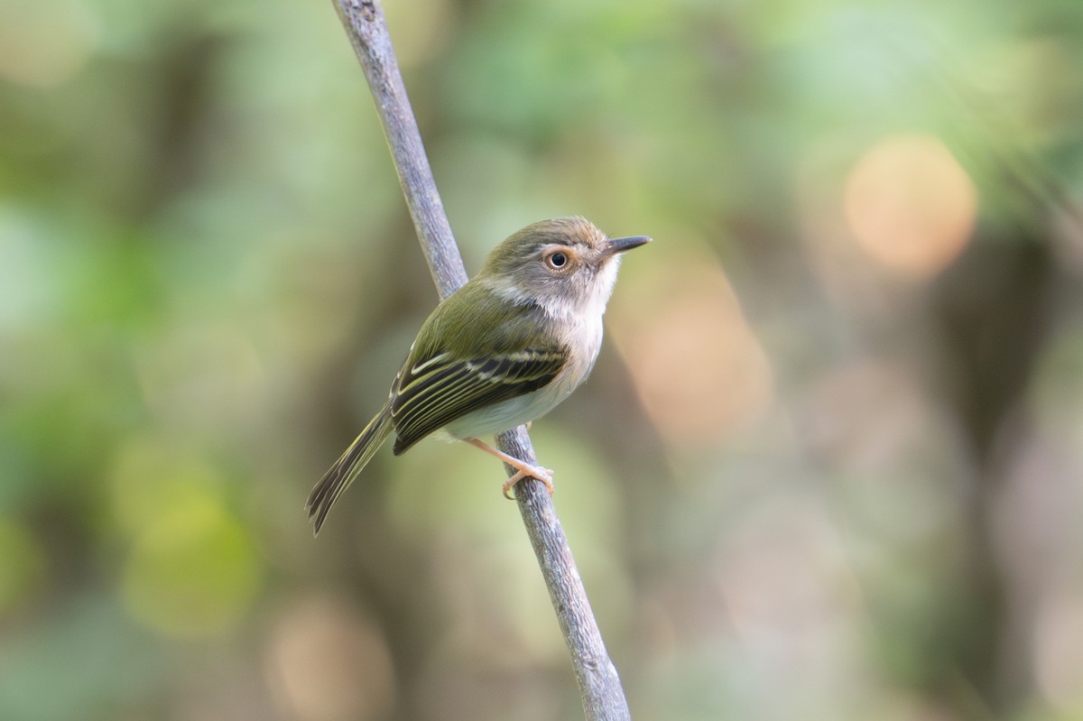 Pale-eyed Pygmy-Tyrant - ML616390474