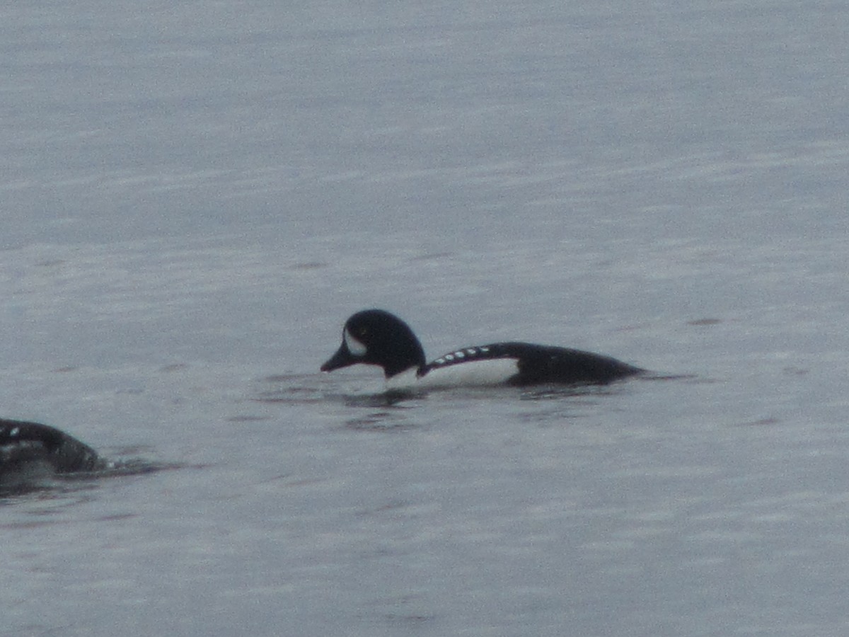 Barrow's Goldeneye - Chetan Deshpande