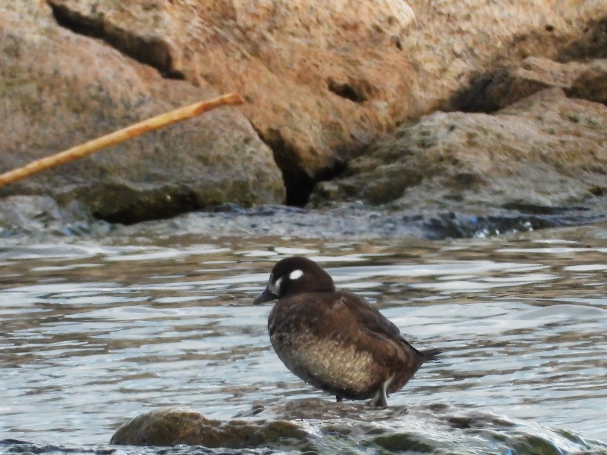 Harlequin Duck - ML616390490