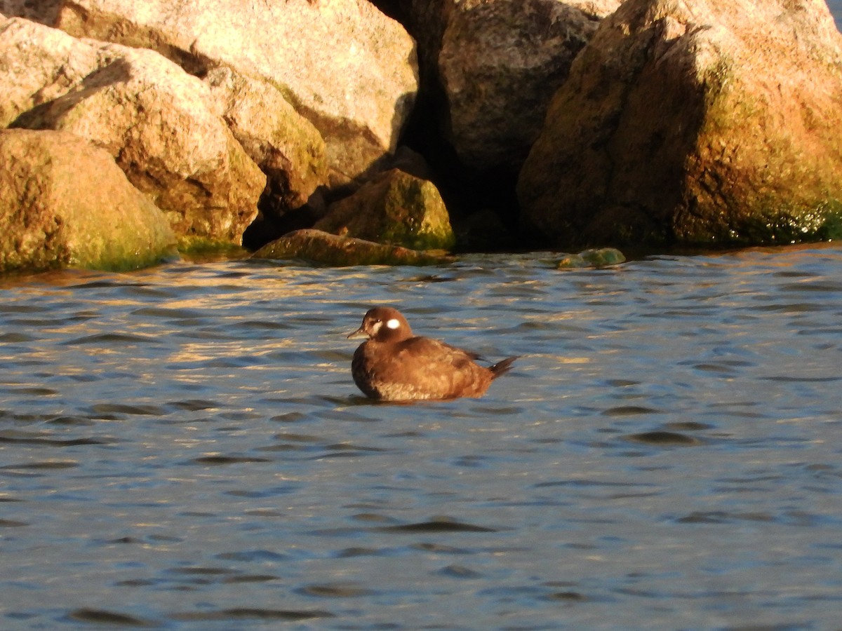 Harlequin Duck - ML616390501