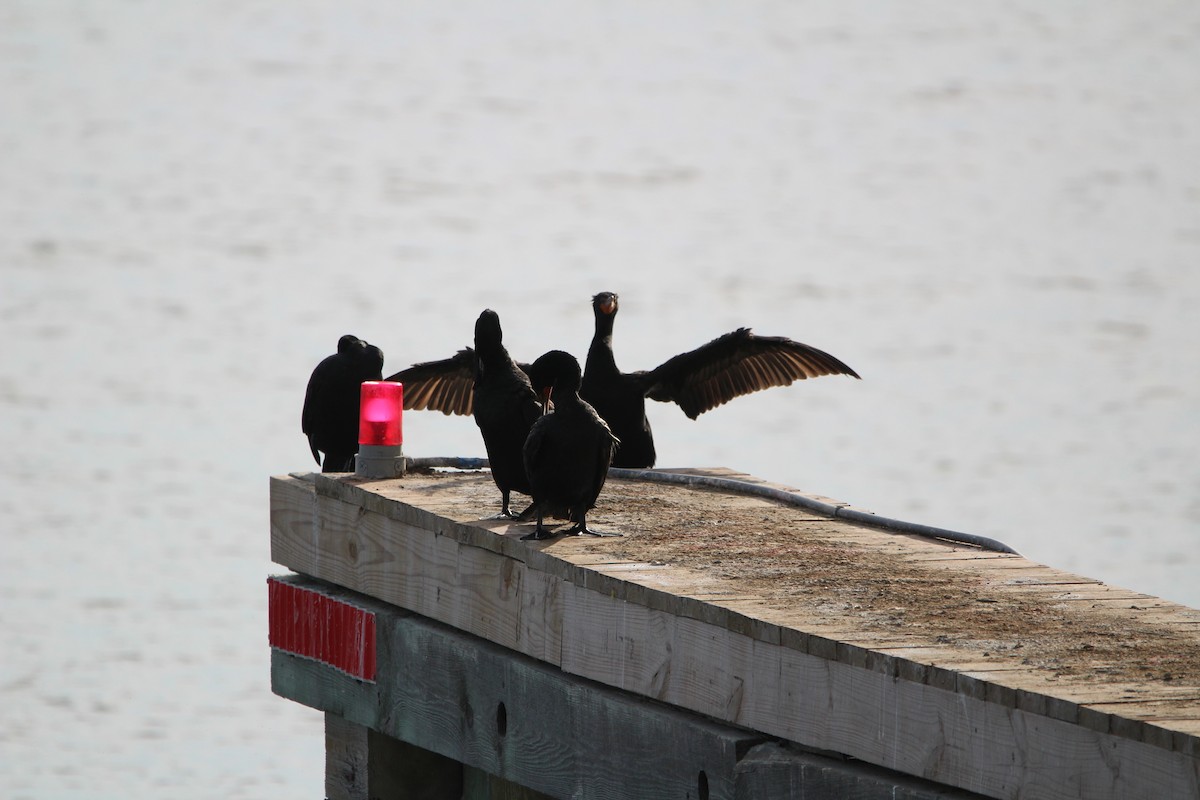 Double-crested Cormorant - ML616390531