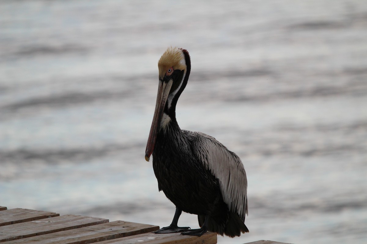 Brown Pelican - ML616390538