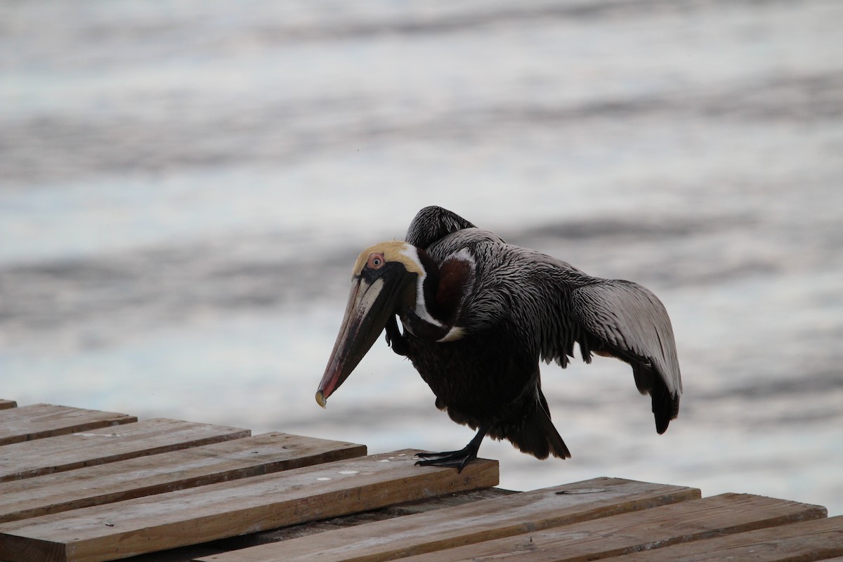 Brown Pelican - ML616390542